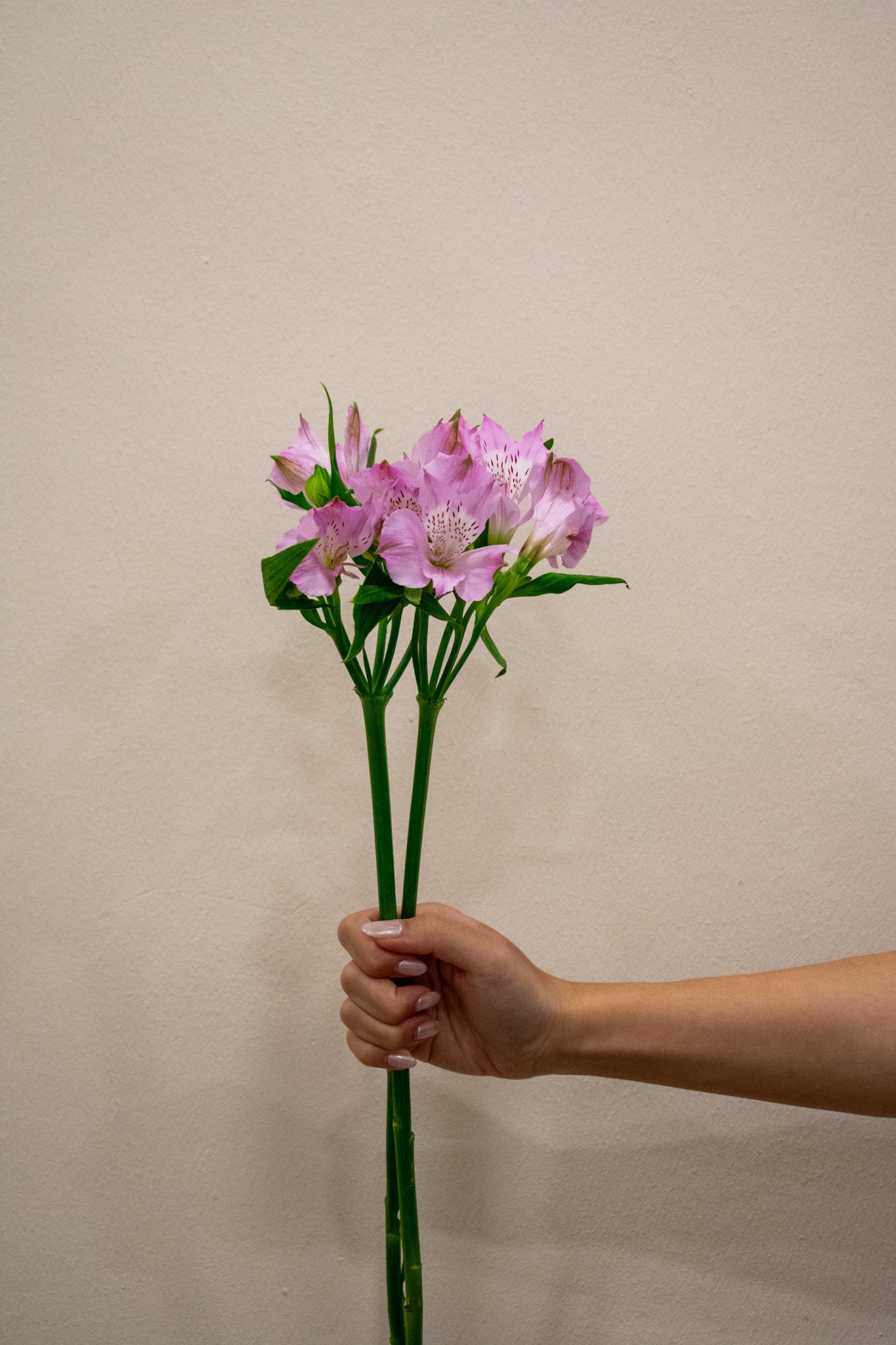 ALSTROMERIA LAYLA – Maison Garden