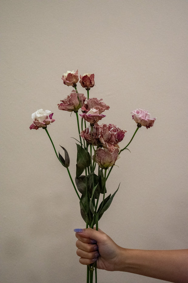EUSTOMA ALISSA BORDEAUX