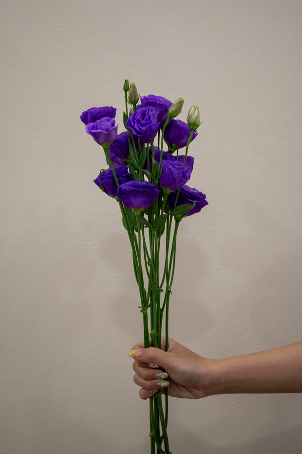 EUSTOMA DARK PURPLE