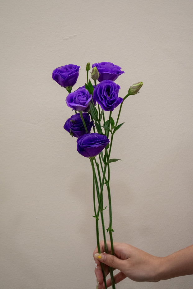 EUSTOMA DARK PURPLE