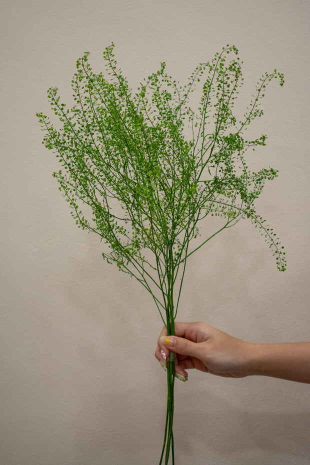 GREENBELL THLASPI