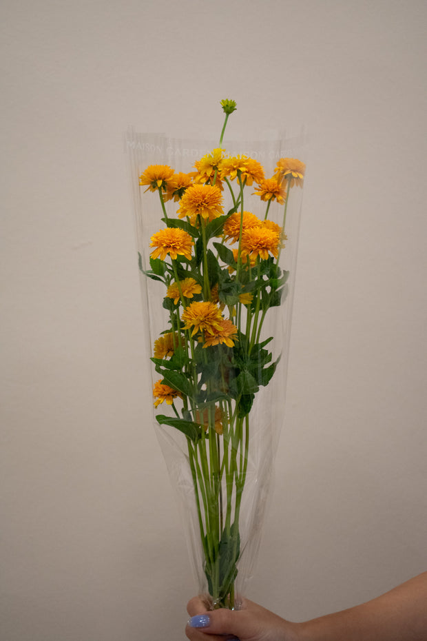 HELIOPSIS ASAHI YELLOW