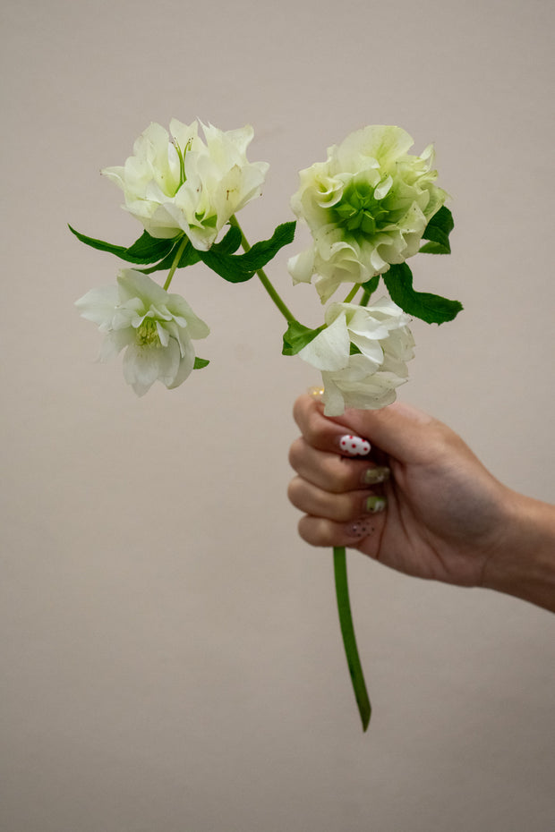 HELLEBORUS WHITE