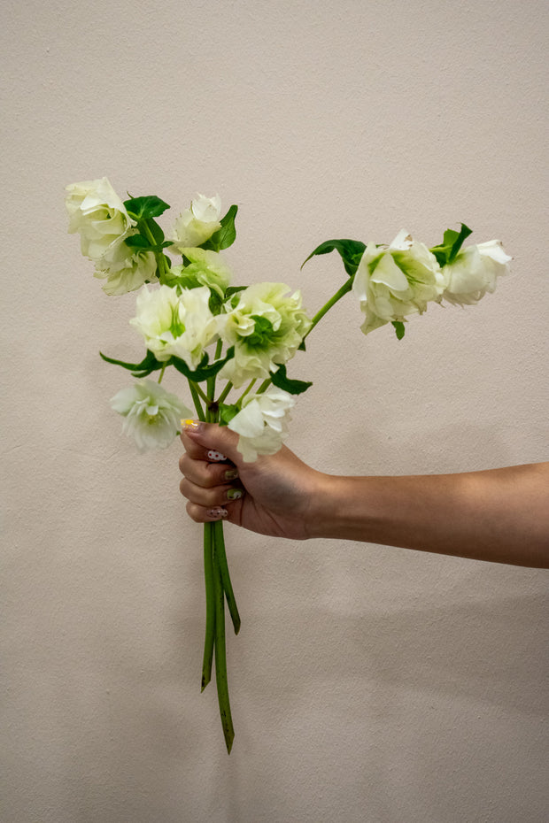 HELLEBORUS WHITE
