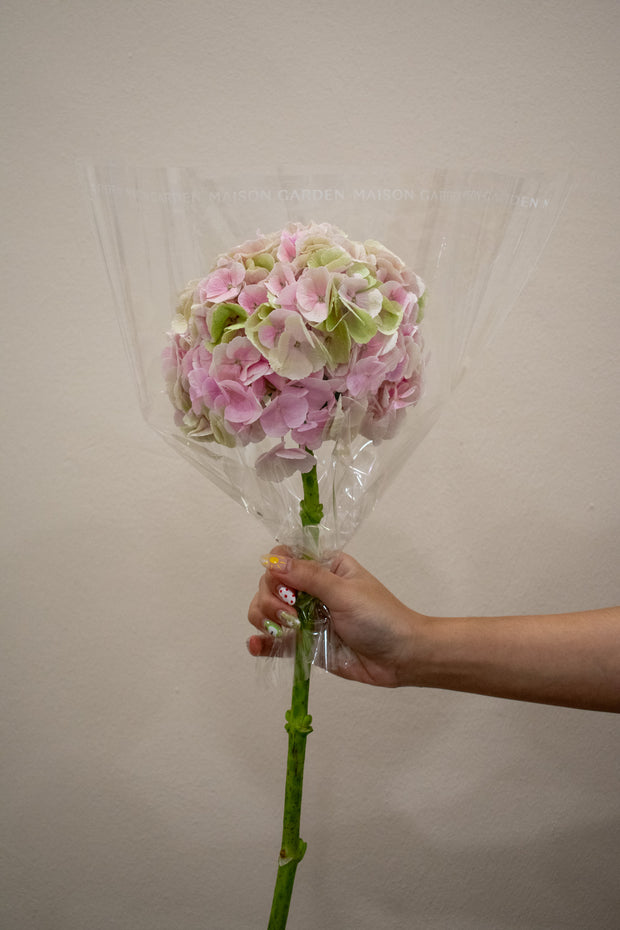 HYDRANGEA MATCHA CHAMPAGNE