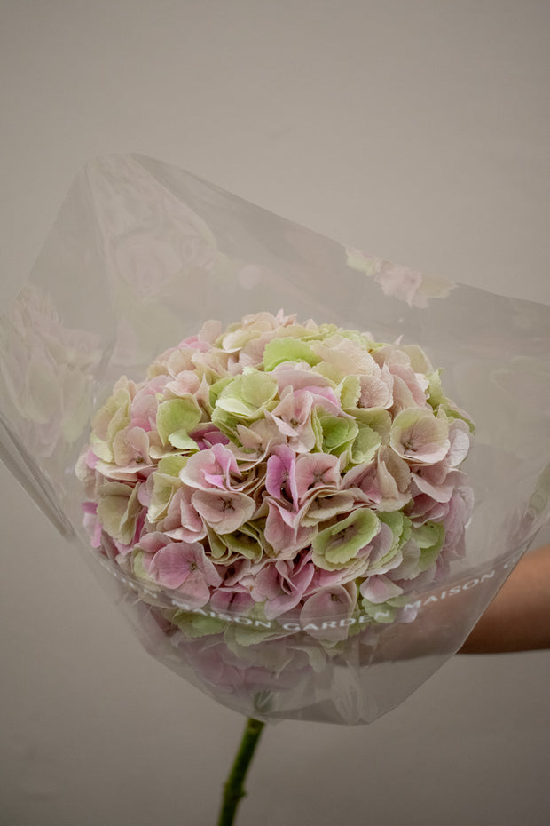 HYDRANGEA MATCHA CHAMPAGNE