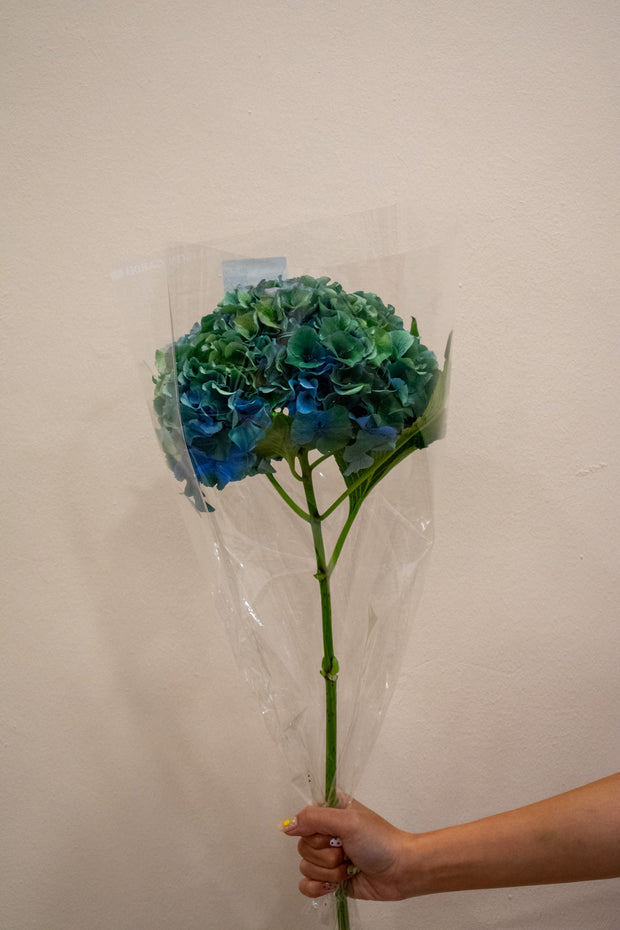 HYDRANGEA ROYAL PARADE