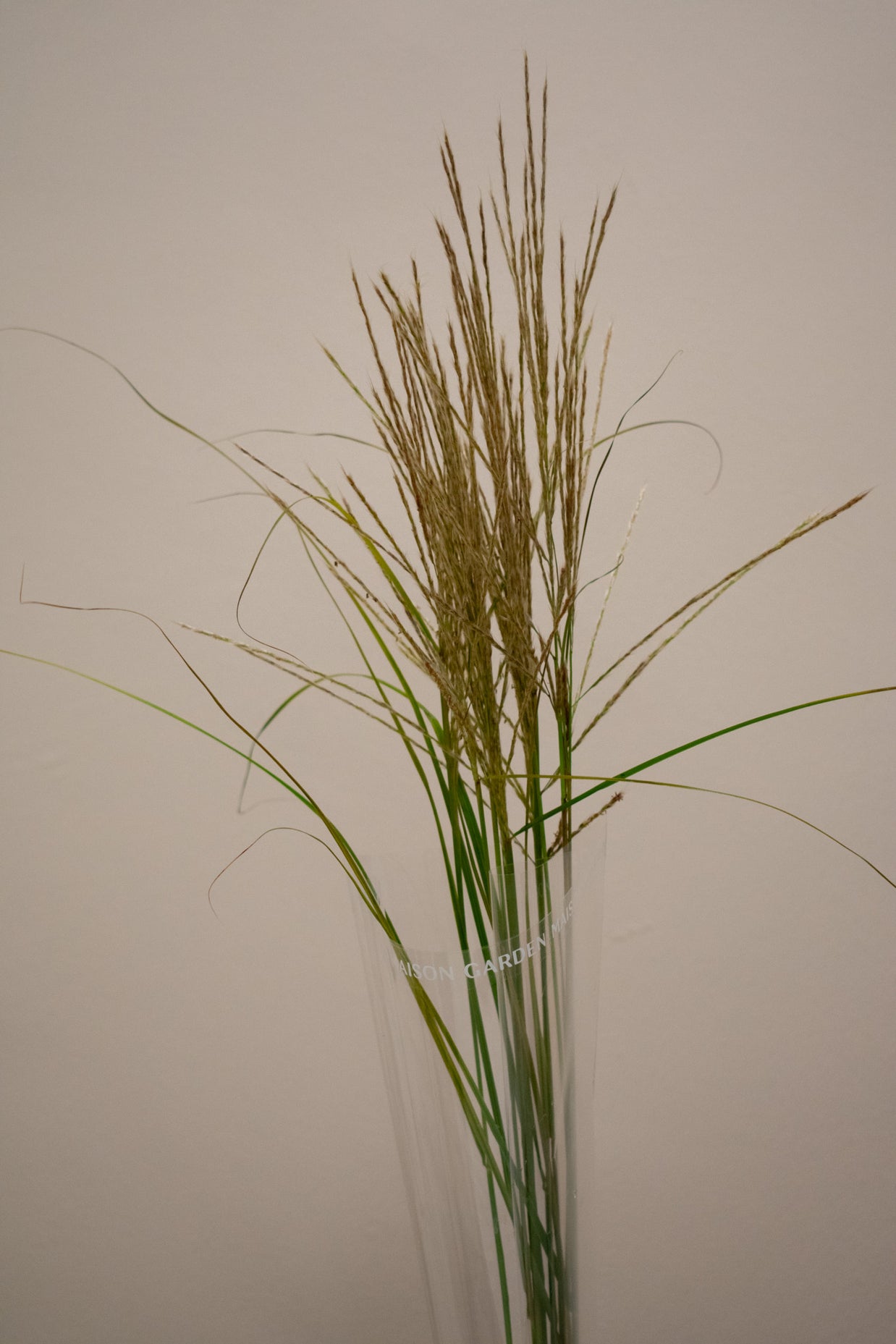 MISCANTHUS