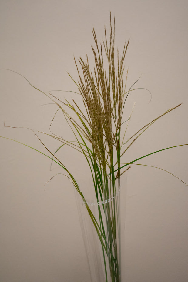 MISCANTHUS