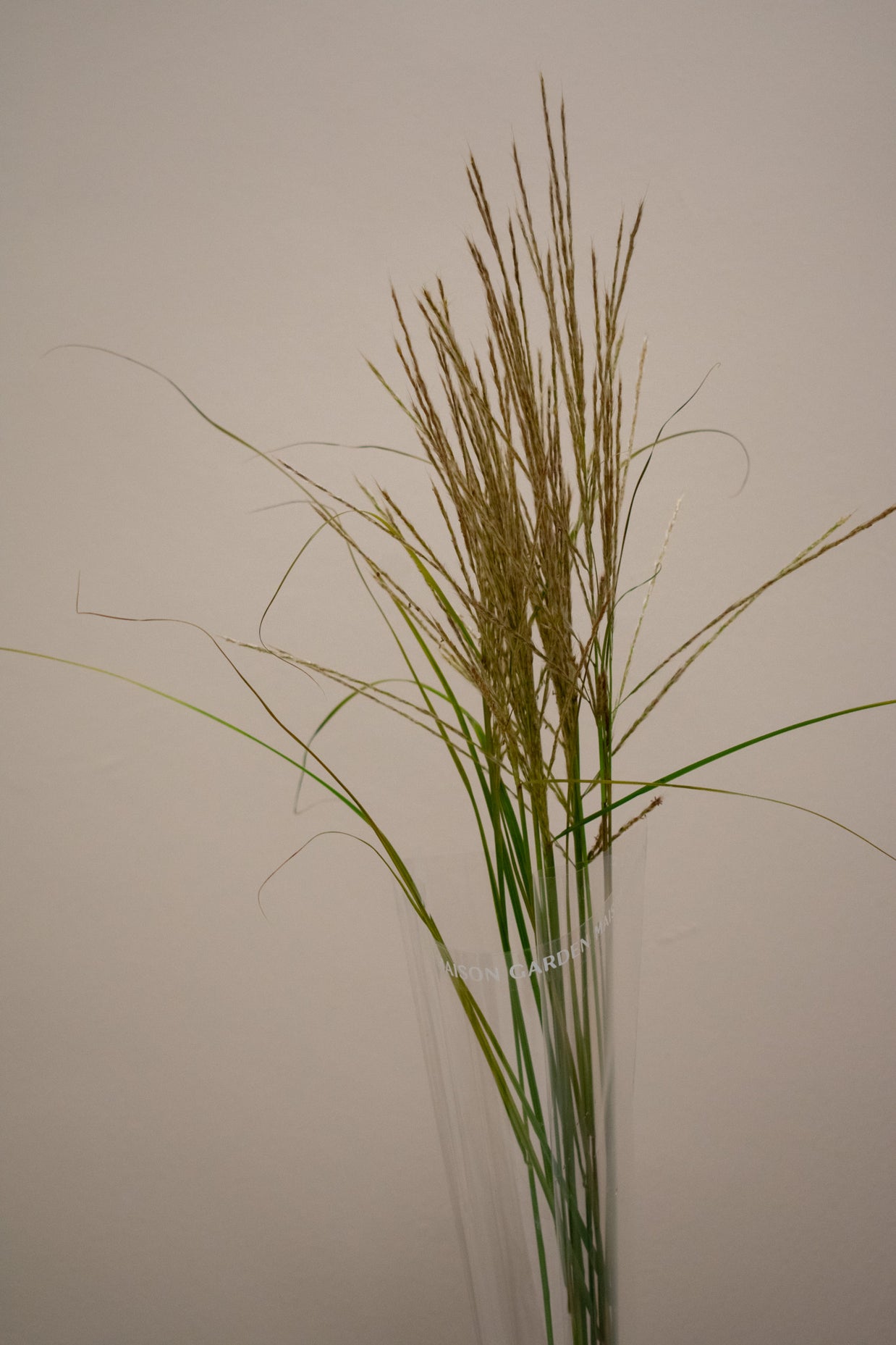 MISCANTHUS
