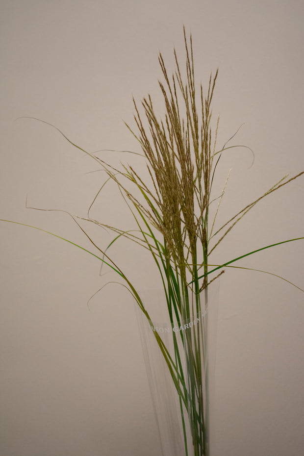 MISCANTHUS