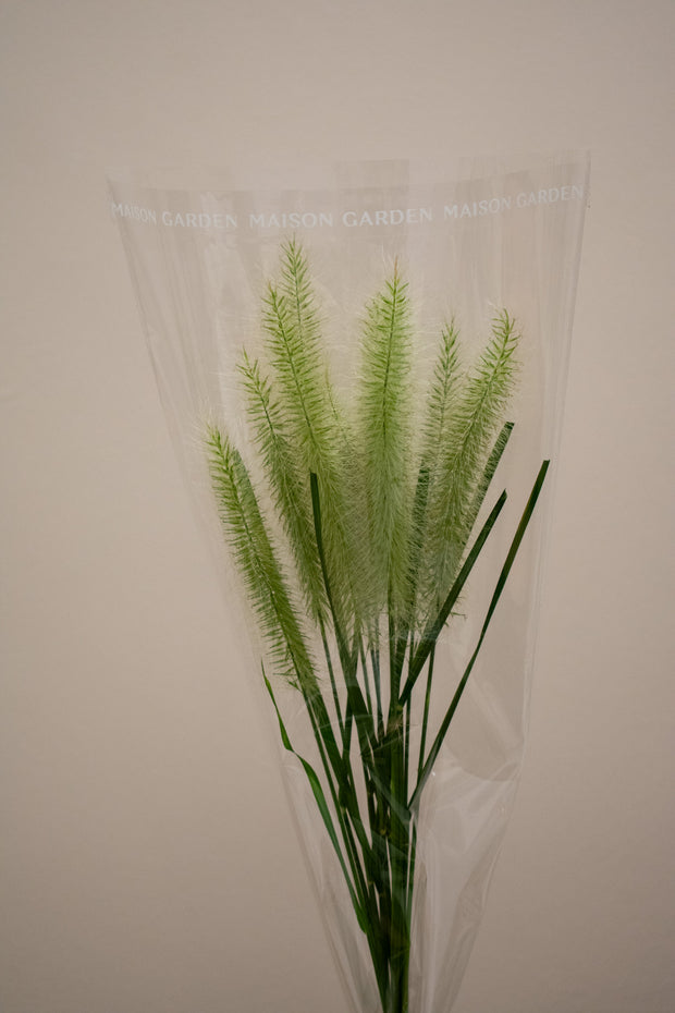 PENNISETUM