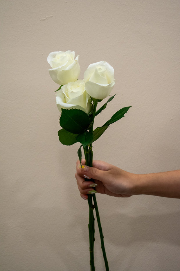 ROSE CHINA WHITE