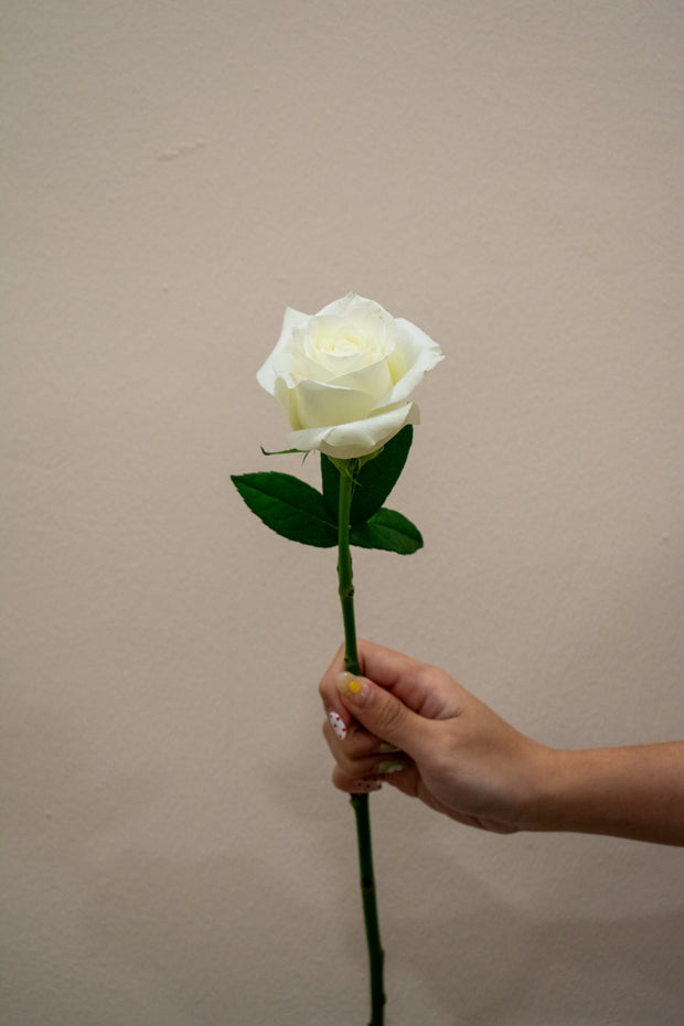 ROSE CHINA WHITE