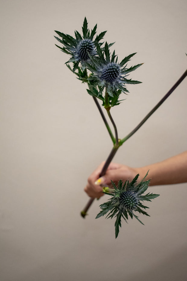 SEA HOLLY