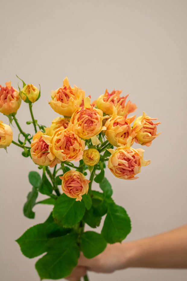 SPRAY ROSE FLAME