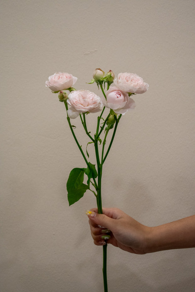 SPRAY ROSE PINK