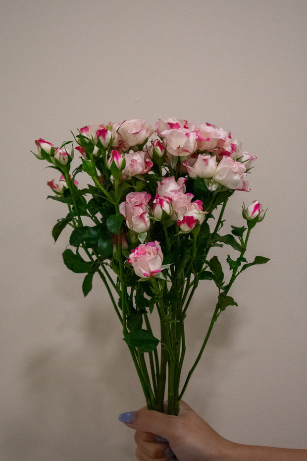 SPRAY ROSE REFLEX