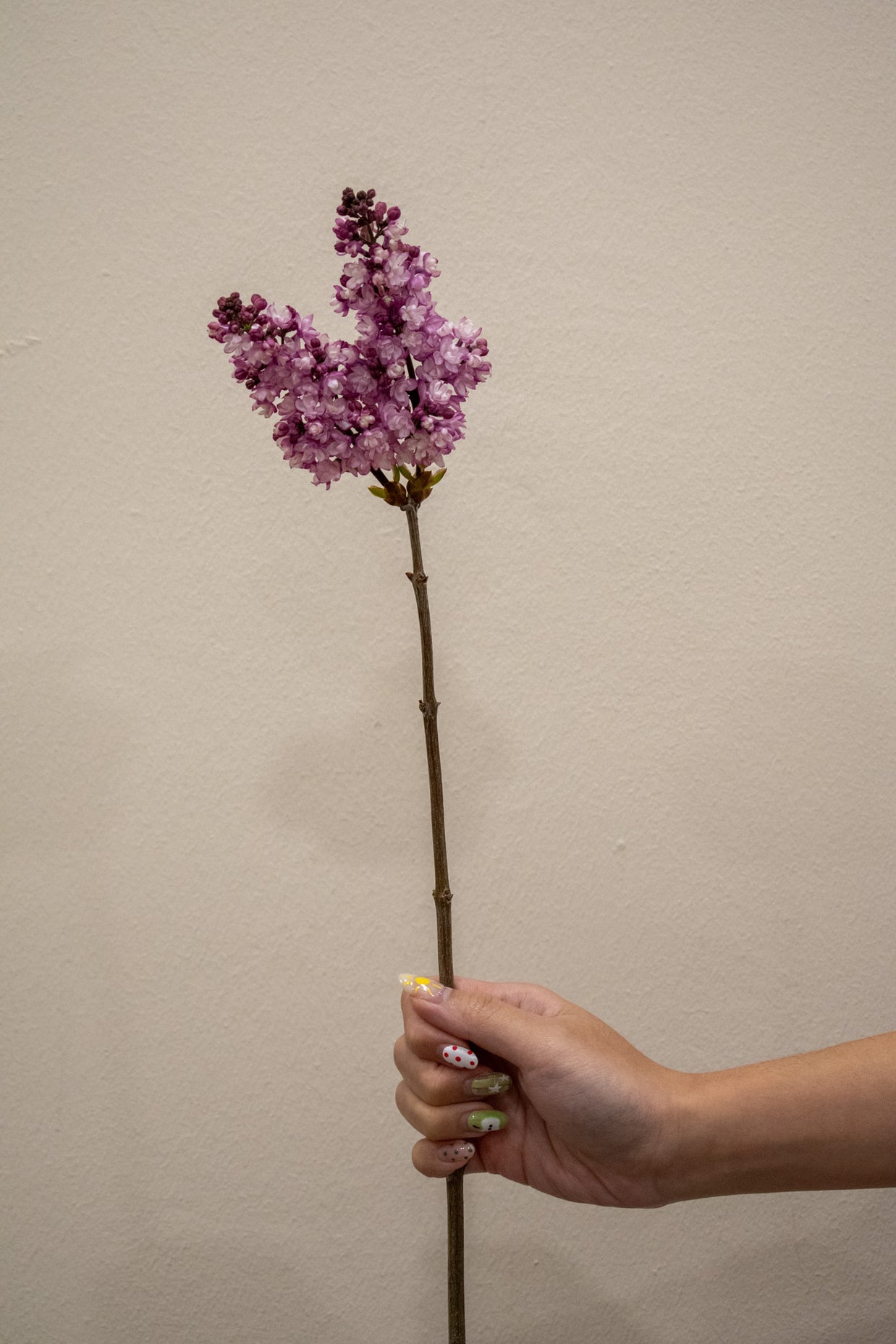 SYRINGA PINK