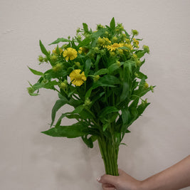 HELENIUM TWEETY