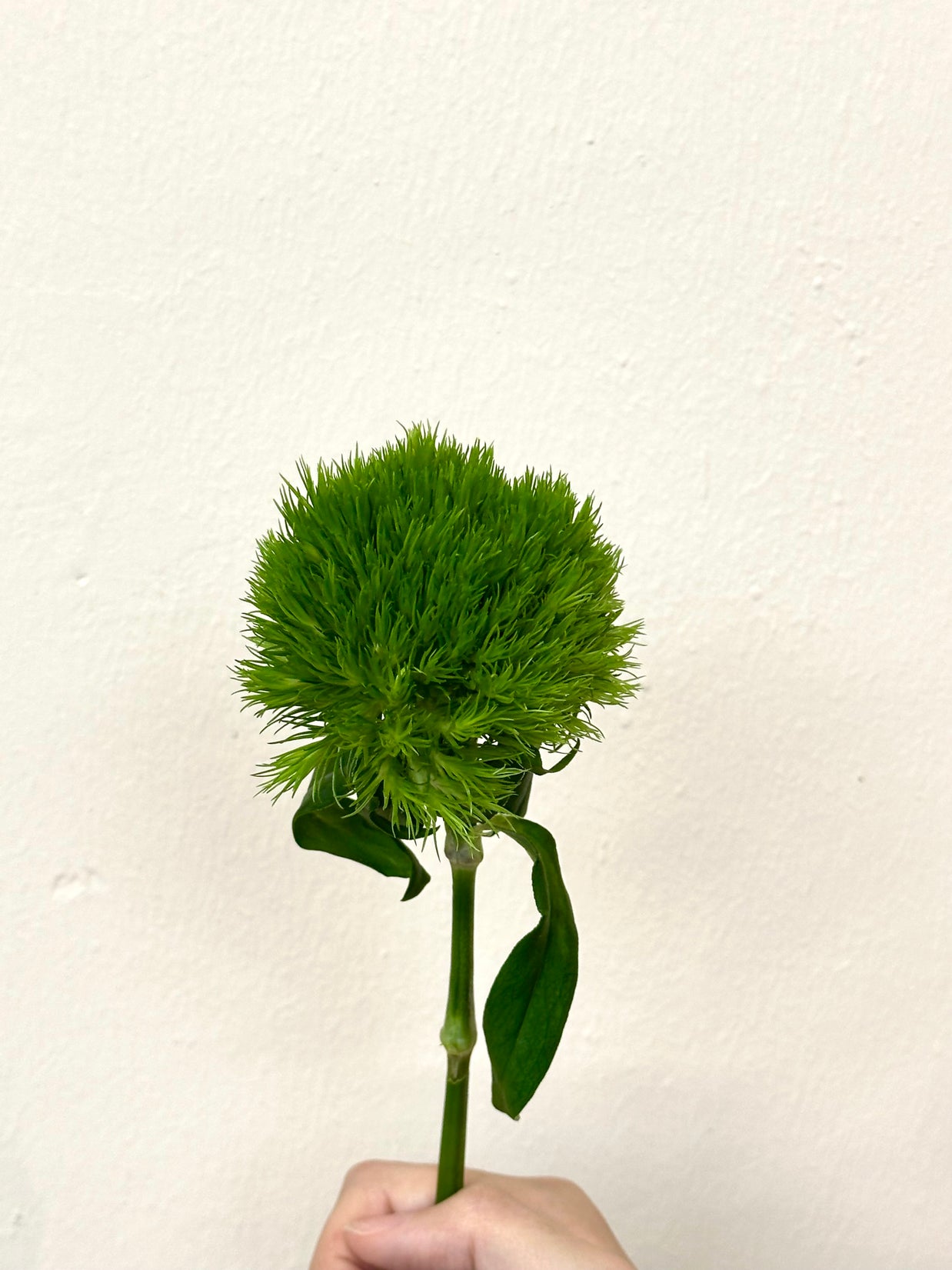 GREEN TRICK
