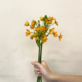 ORNITHOGALUM ORANGE