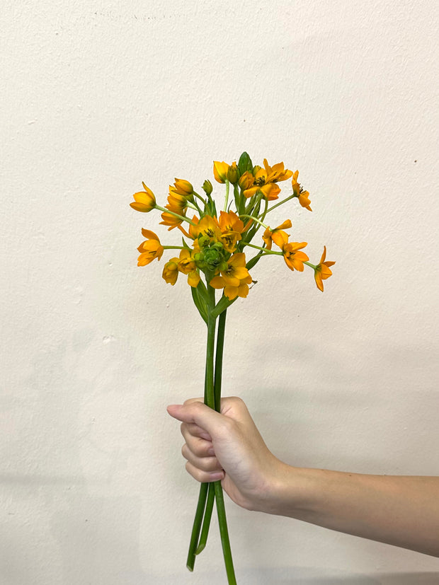 ORNITHOGALUM ORANGE