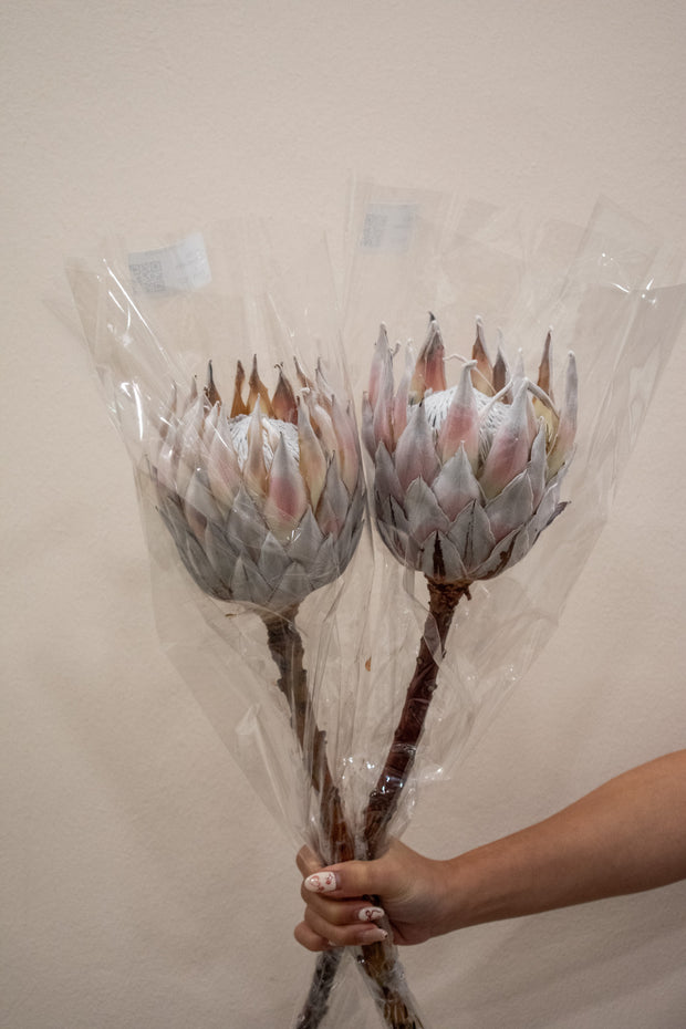 PROTEA CYNAROIDES