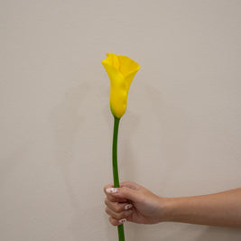 CALLA LILY GOLDCUP