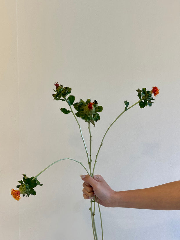SAFFRON THISTLE