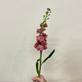 MATTHIOLA VINTAGE BROWN