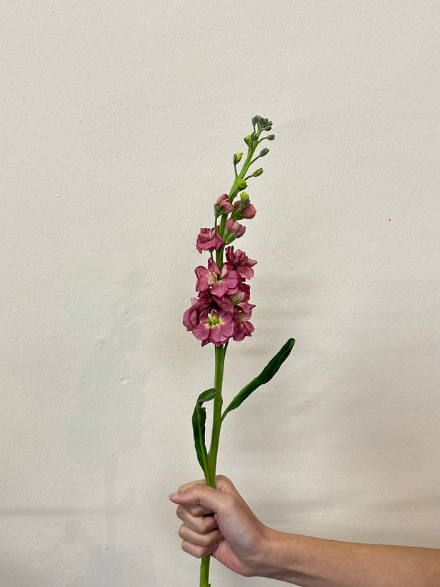 MATTHIOLA VINTAGE BROWN
