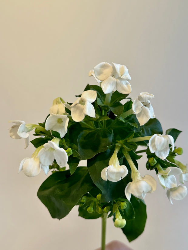 BOUVARDIA WHITE
