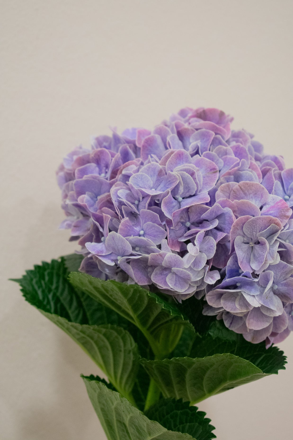 HYDRANGEA RUBY