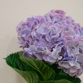 HYDRANGEA RUBY
