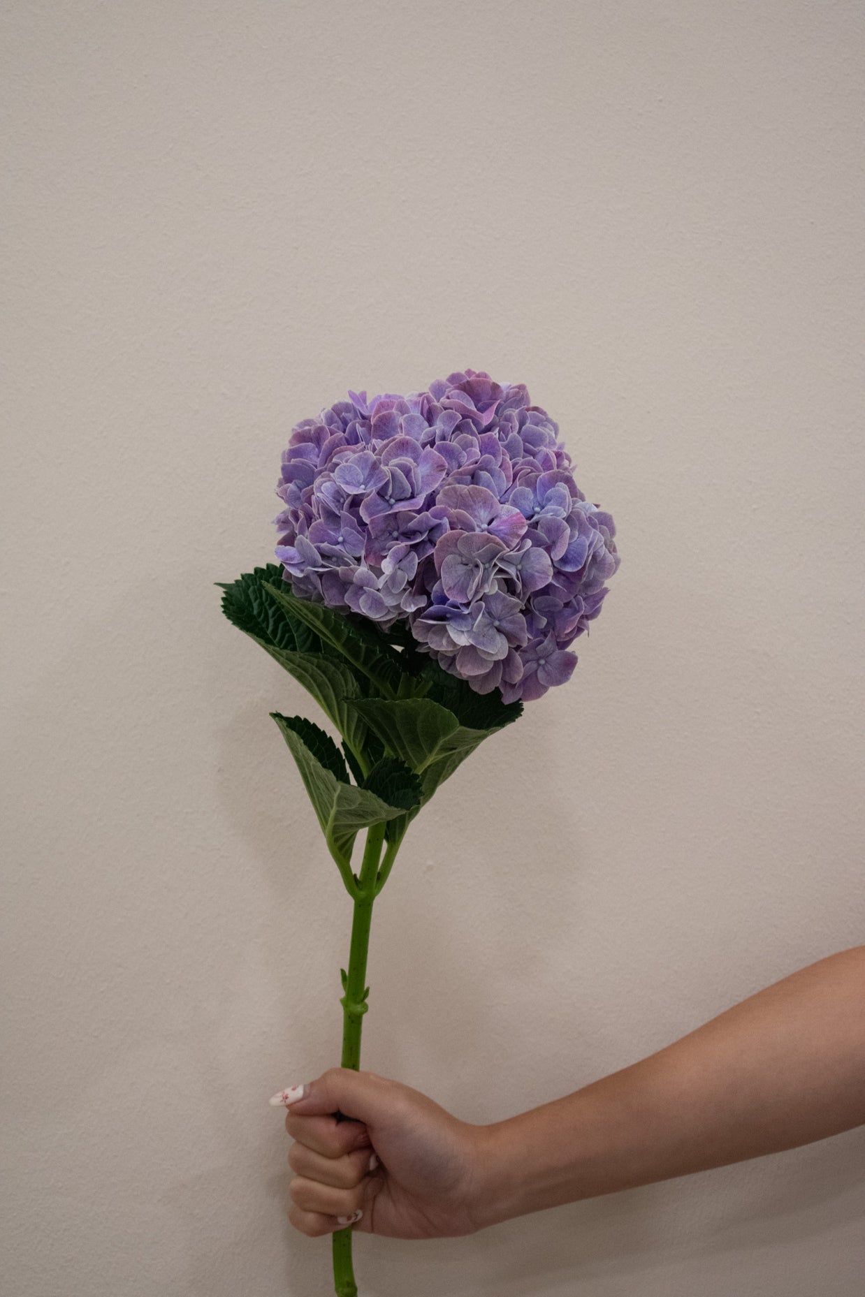 HYDRANGEA RUBY