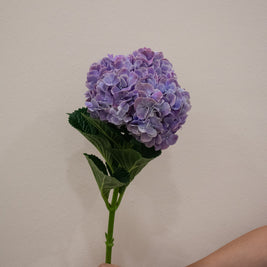 HYDRANGEA RUBY