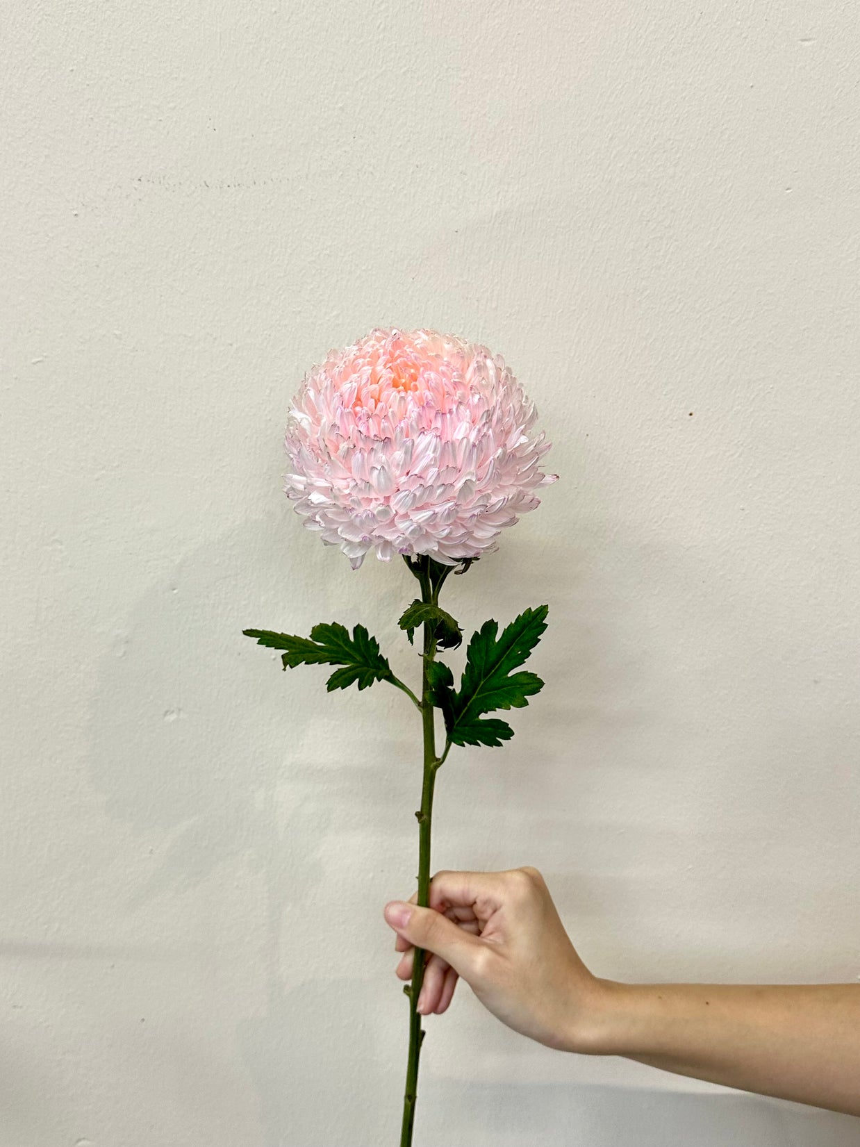 CHRYSANTHEMUM PINK