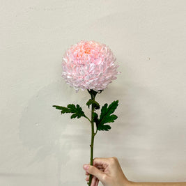 CHRYSANTHEMUM PINK
