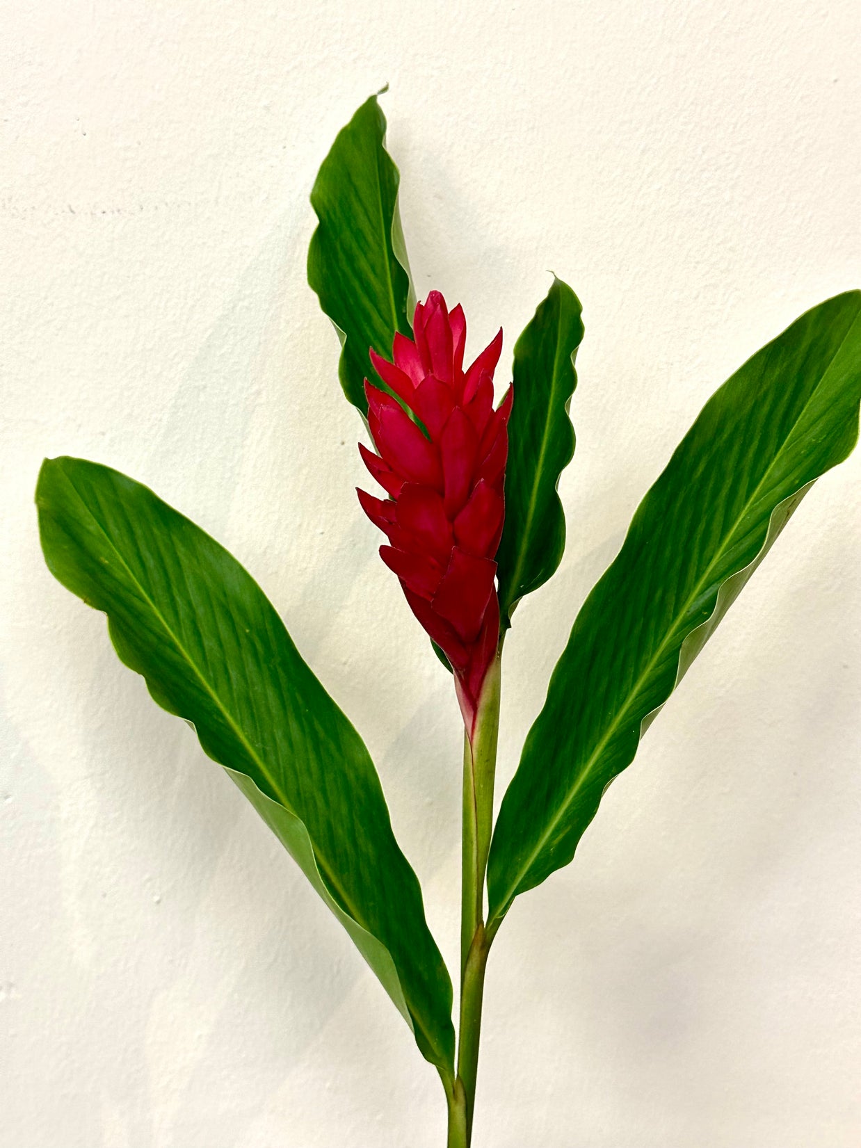 RED GINGER