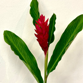 RED GINGER