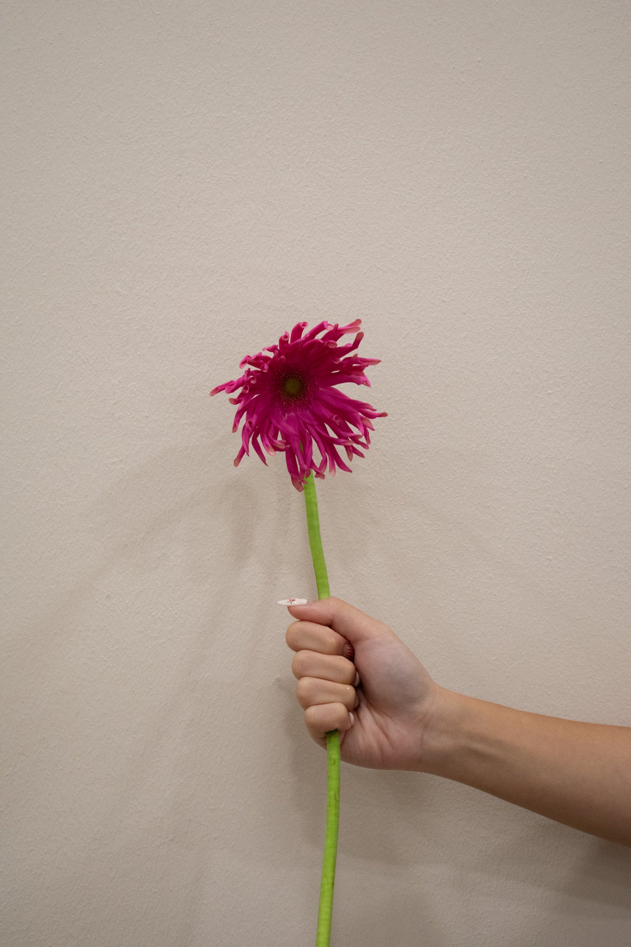GERBERA HOT PINK