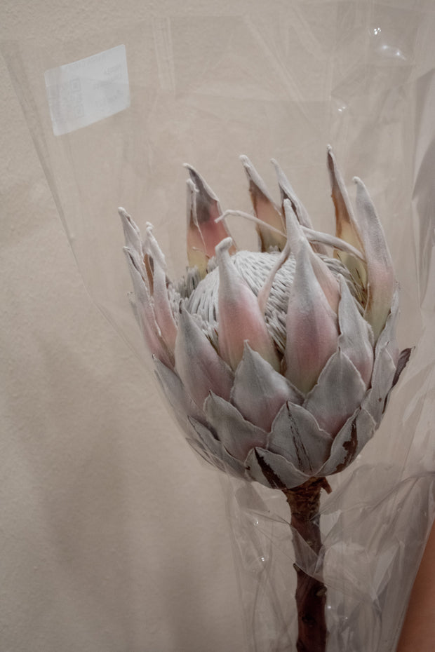PROTEA CYNAROIDES