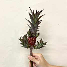 SMALL PINEAPPLE