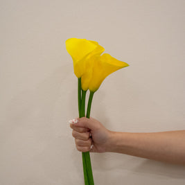 CALLA LILY GOLDCUP