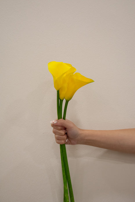 CALLA LILY GOLDCUP