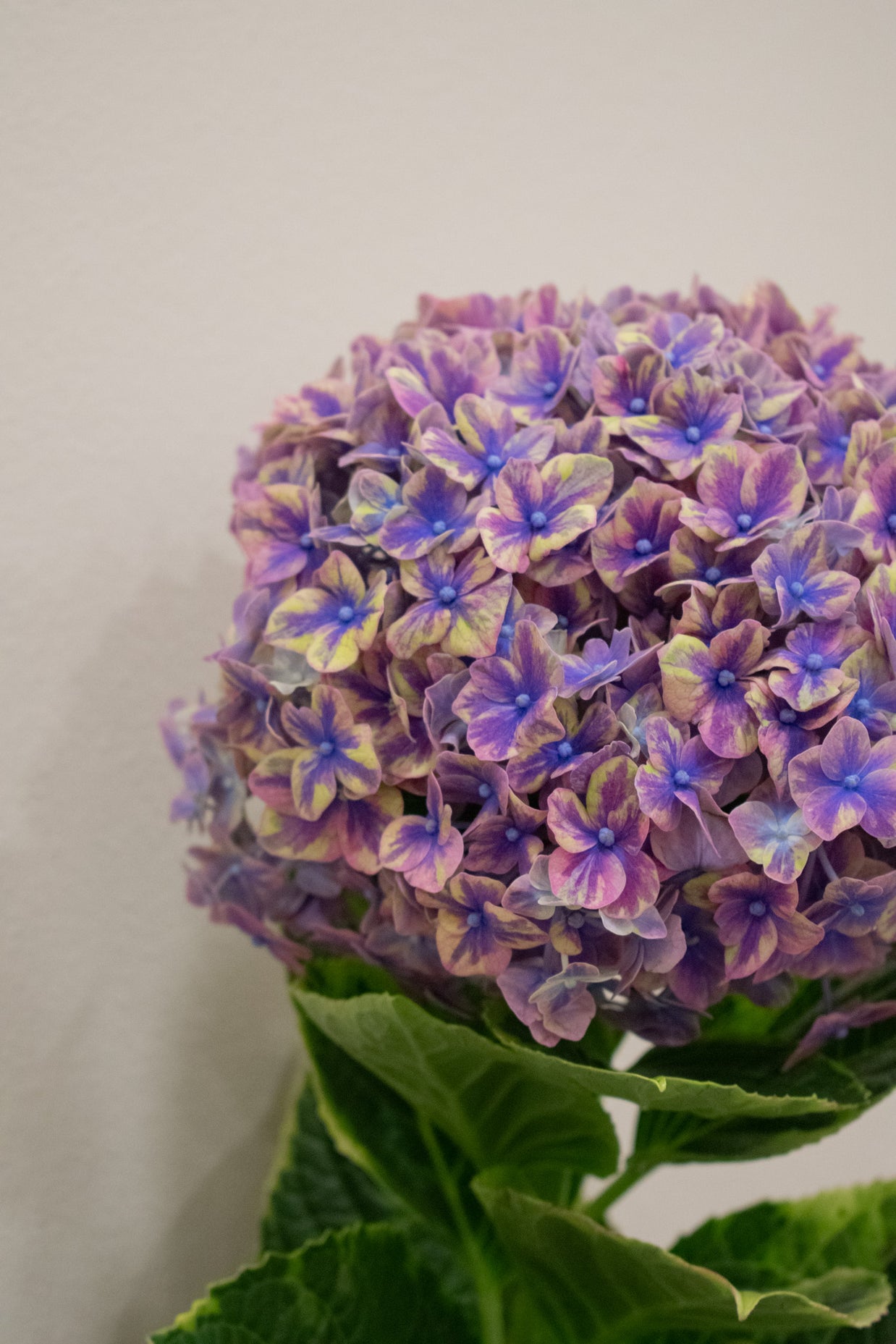 HYDRANGEA SAMURAI