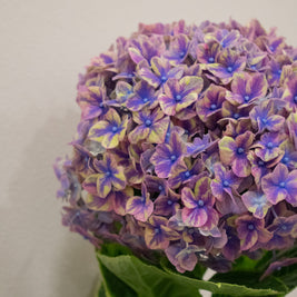 HYDRANGEA SAMURAI