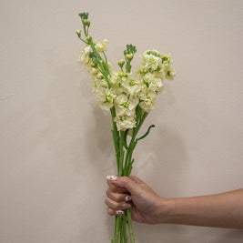 MATTHIOLA ANYT YELLOW