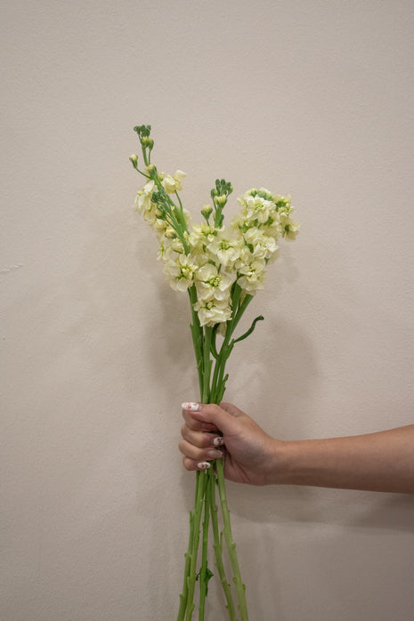 MATTHIOLA ANYT YELLOW